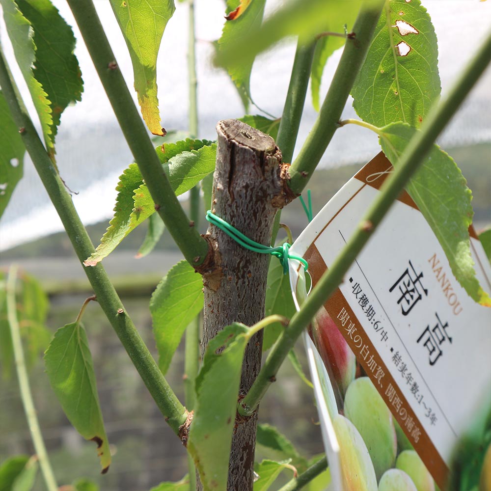 梅の苗木 南高【果樹苗 2年生 接木苗15cmポット／1個】｜ 【植物