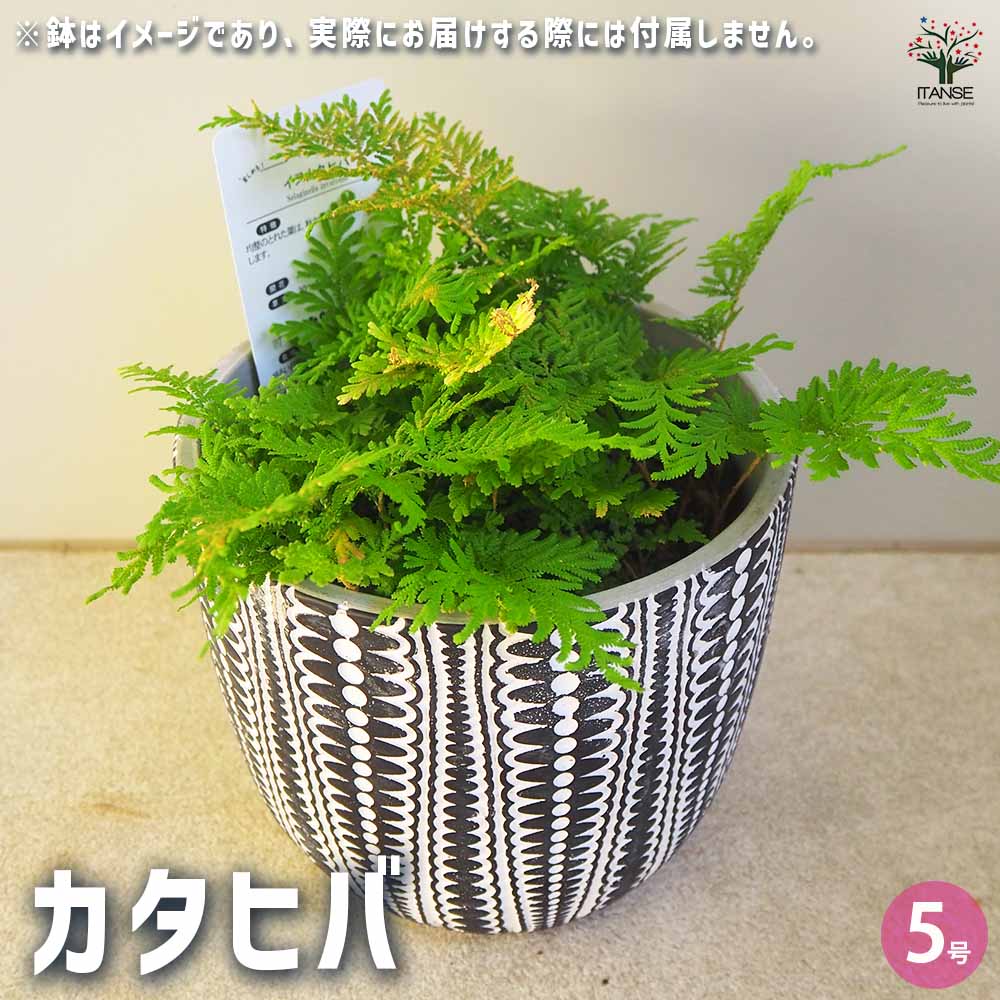 カタヒバ 【観葉植物 5号】