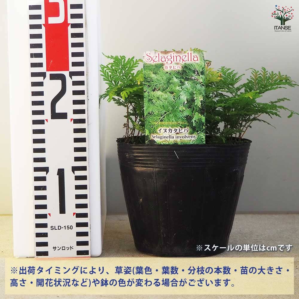 カタヒバ 【観葉植物 5号】