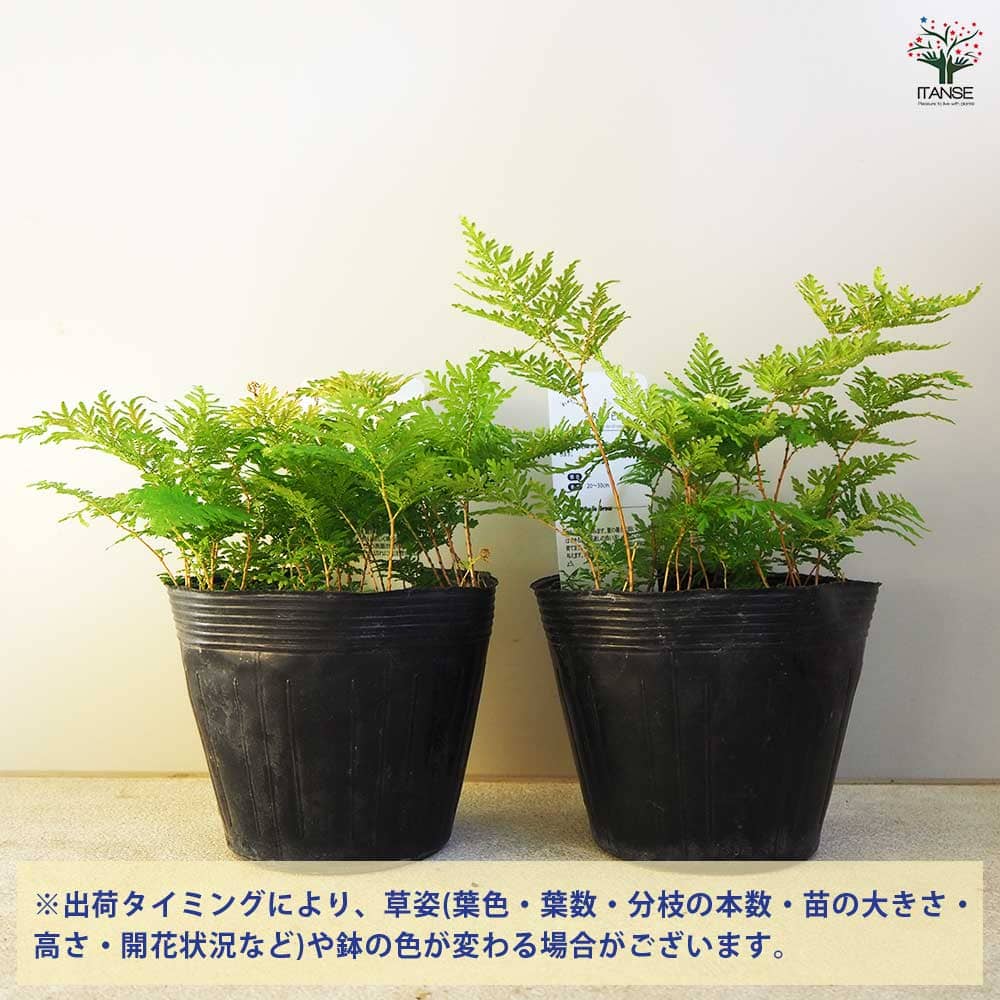 カタヒバ 【観葉植物 5号】