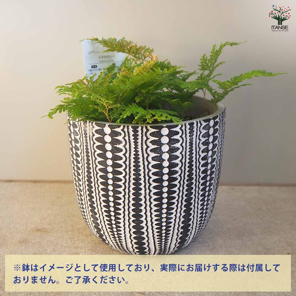 カタヒバ 【観葉植物 5号】