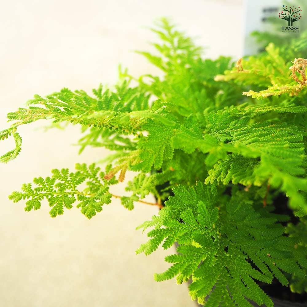 カタヒバ 【観葉植物 5号】