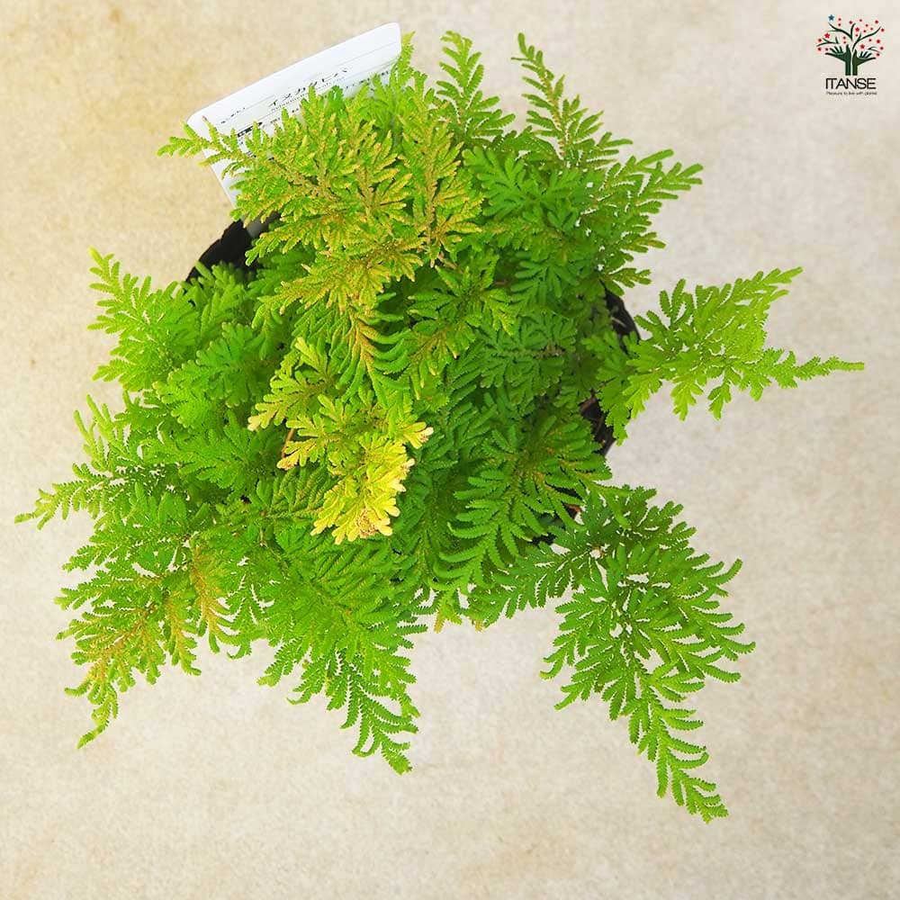 カタヒバ 【観葉植物 5号】