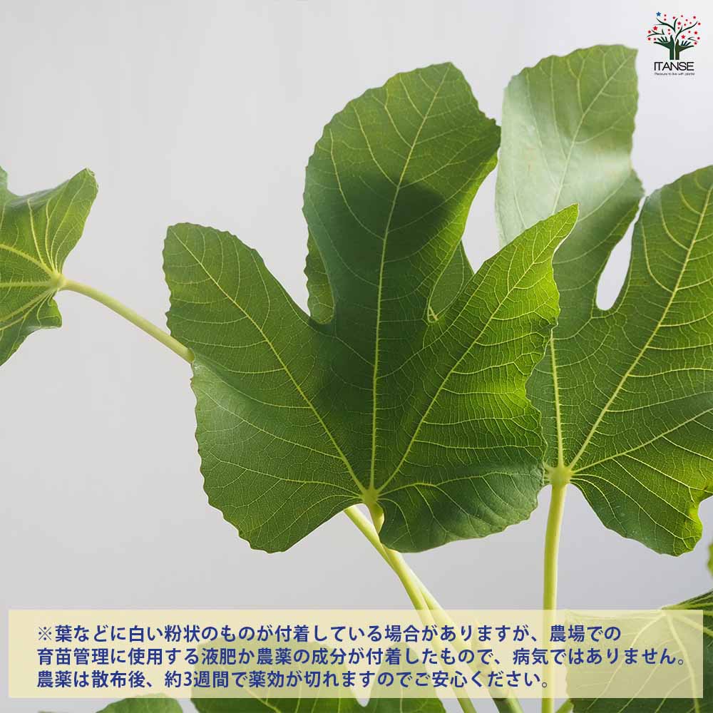 イチジク苗木 ご確認用 イチジク苗木 ご確認用