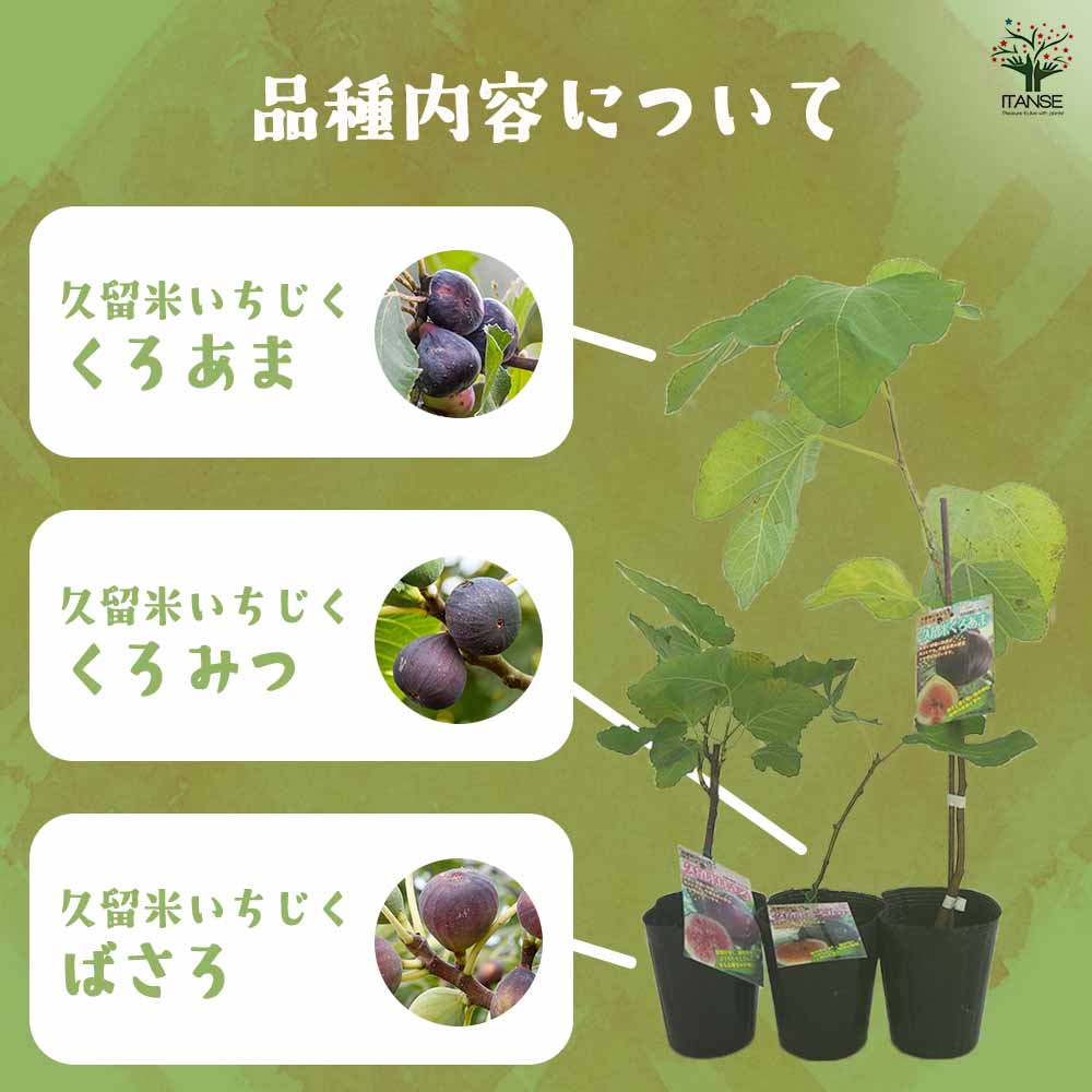 イチジクの苗木 久留米いちじく【果樹の苗 12cmポット苗】(くろあま ばさろ くろみつ)