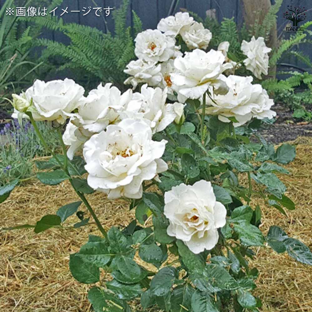 薔薇 マーガレットメリルフロリバンダローズ【花苗 3.5号ポット新苗／1