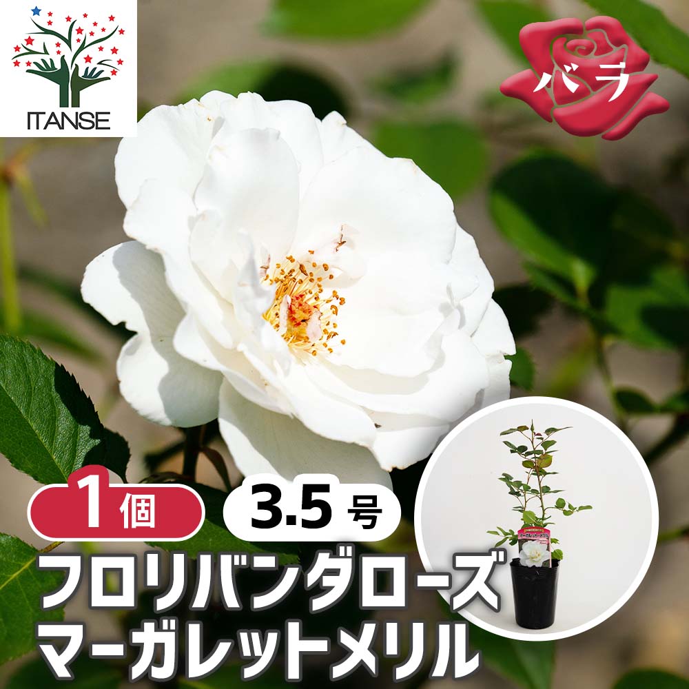 薔薇 マーガレットメリルフロリバンダローズ【花苗 3.5号ポット新苗／1