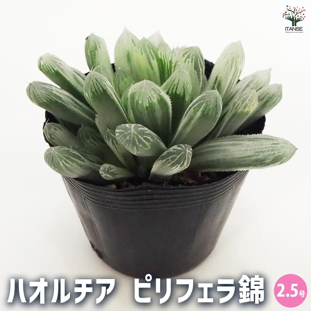 ☆☆臙脂交配錦＊ハオルチア＊錦☆☆ Amazon｜多肉植物 観葉植物 ハオルチア ハオルシア 臙脂