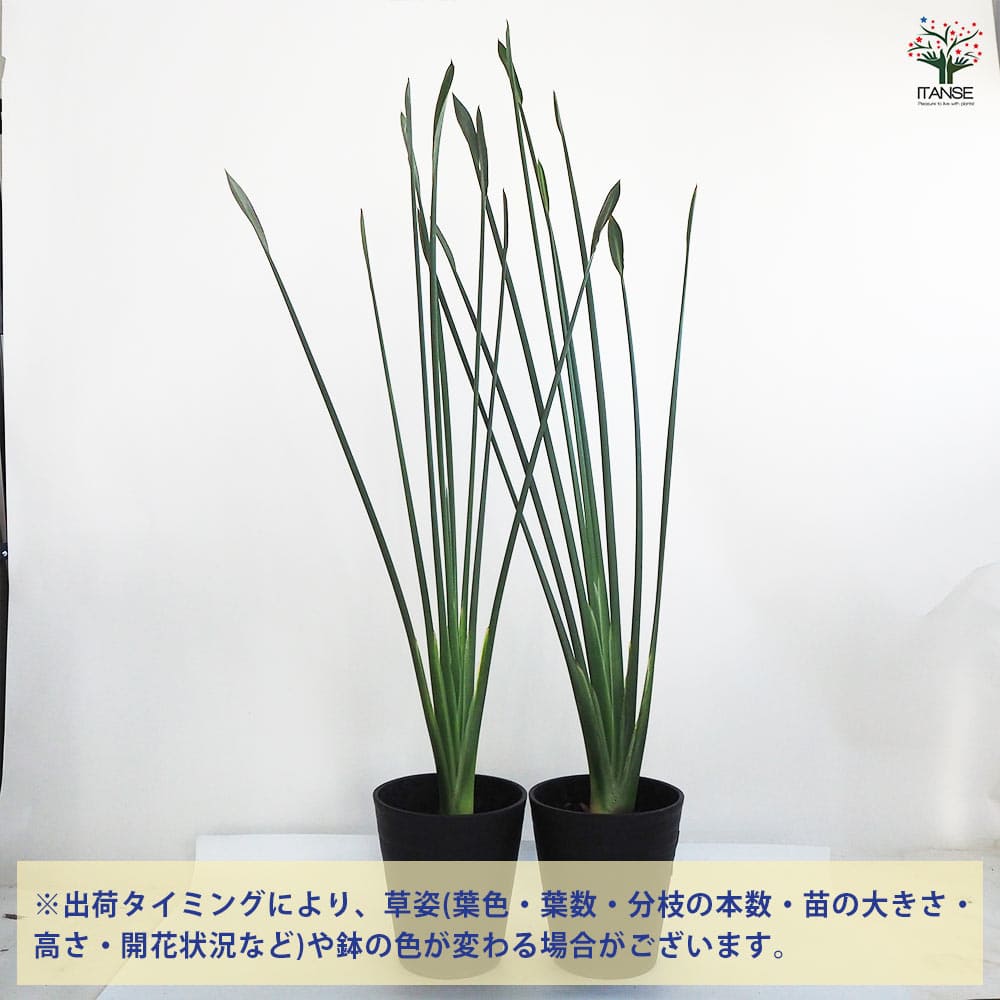 ストレリチア・ユンケア＊希少種【8号鉢／約140cm】【calm cafe】 ストレリチア・ユンケア＊希少種【8号鉢／約140cm】【calm cafe