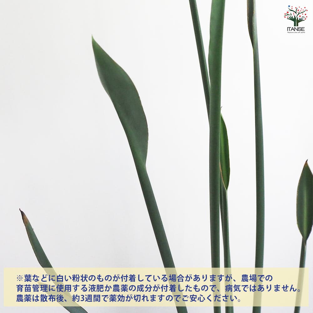 ストレリチア ユンケア 【観葉植物 7号鉢／1個売り】｜ 【植物の