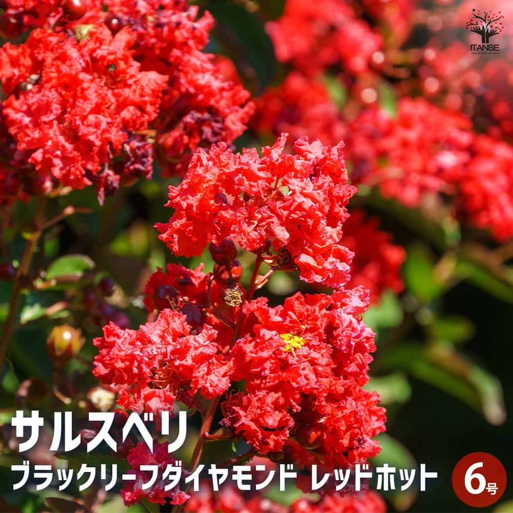 サルスベリ ブラックリーフD レッドホット 【花木苗 6号／1個売り