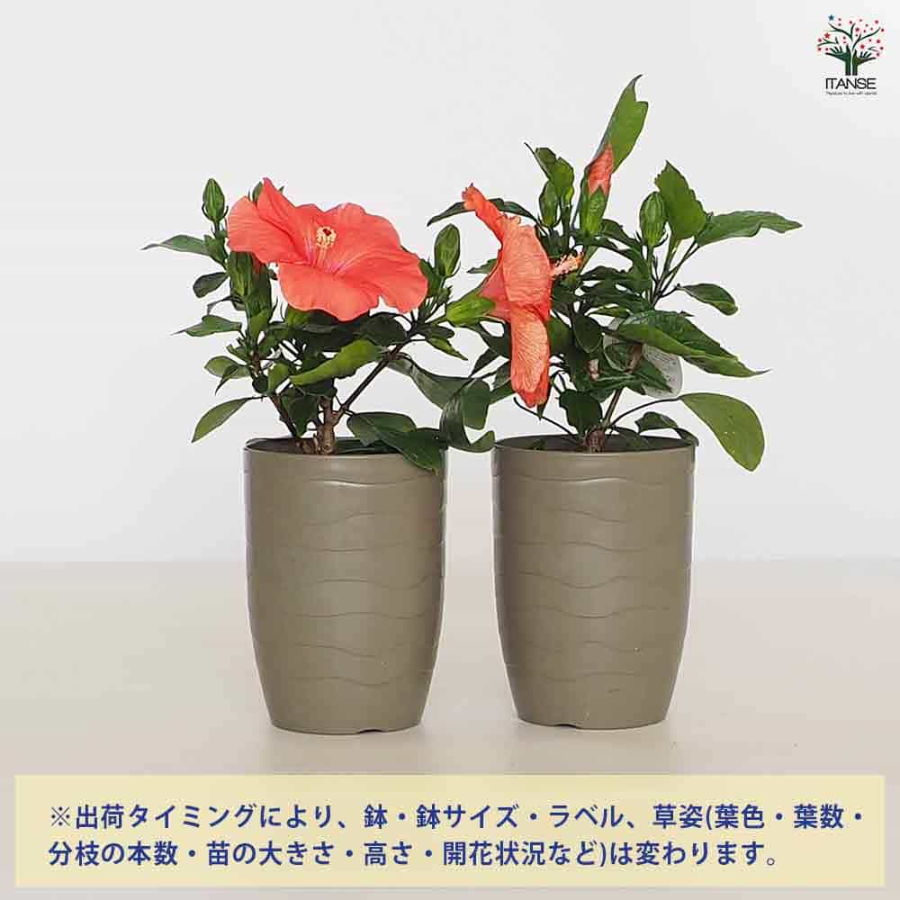 ハイビスカス　苗　大輪　花木　1苗　限定品　観葉植物 ガーデン ハイビスカス○(ピンク)大輪 一日花 毎日花摘みで次々咲いて
