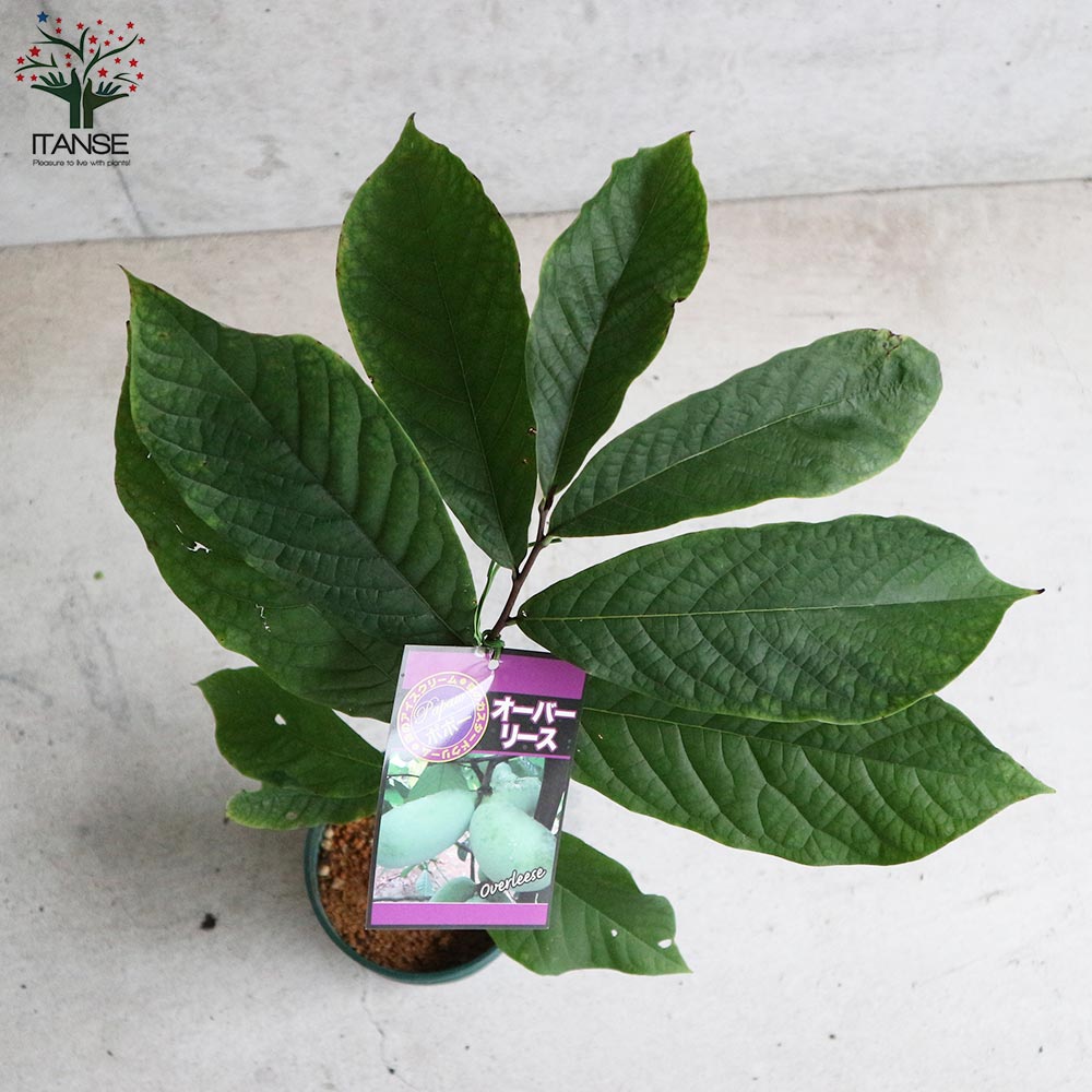 ポポーの苗木 オーバーリース【果樹の苗木 5号ポット苗 2年生 接木苗