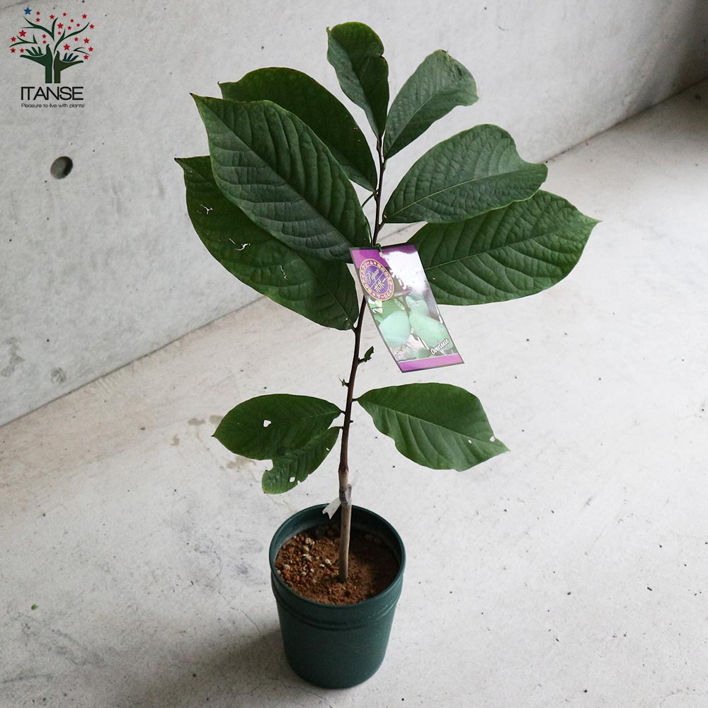 ポポーの苗木 オーバーリース【果樹の苗木 5号ポット苗 2年生