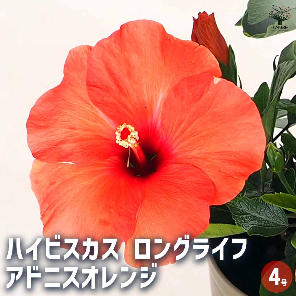 ハイビスカス ロングライフ アドニスオレンジ 【花木苗 4号