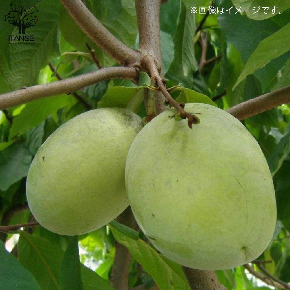 P特大03 ポポー大苗木1本 ポポー ぽぽー 苗 幻の果実 ポポー