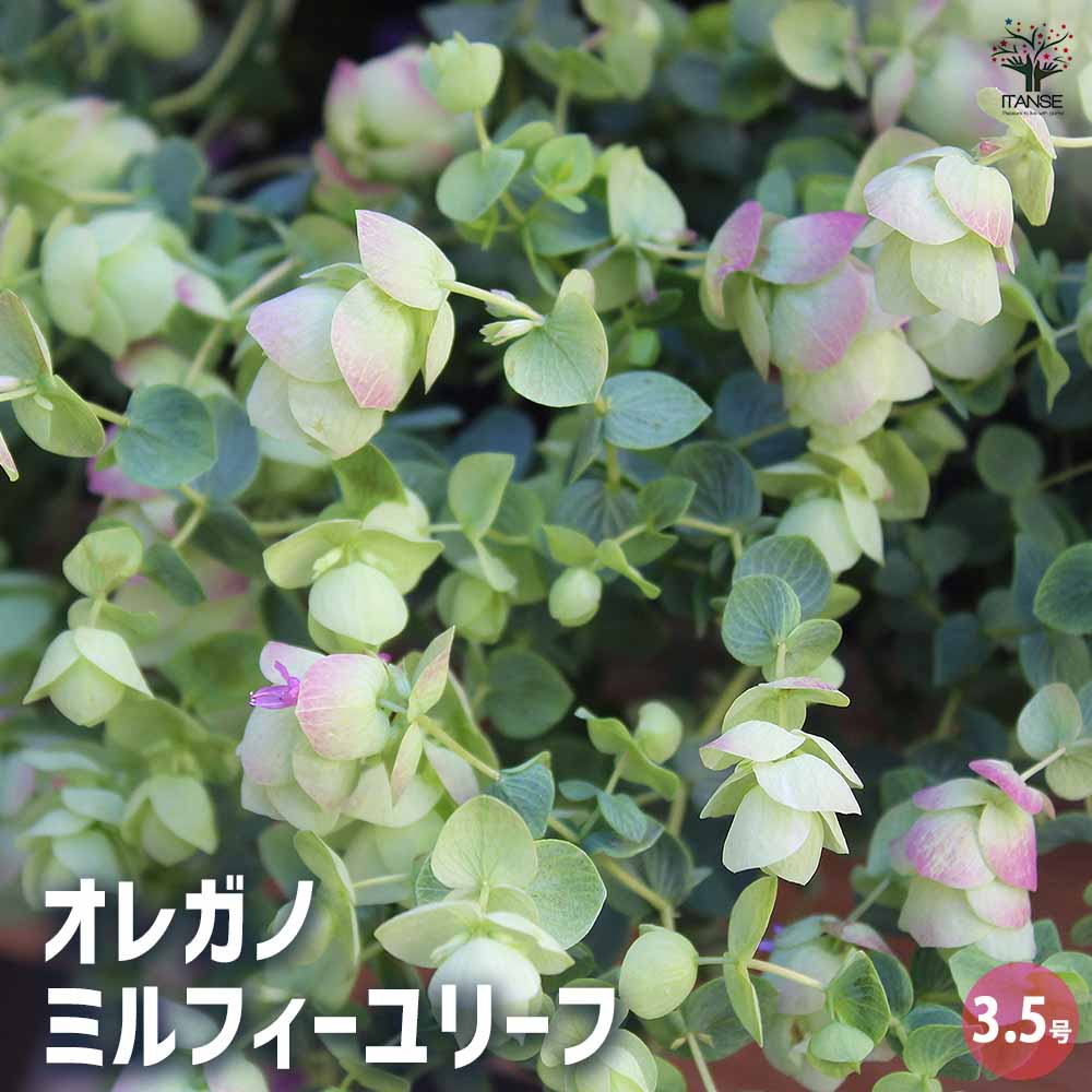 オレガノ ミルフィーユリーフ 【ハーブの苗 3.5号】｜ 【植物の 
