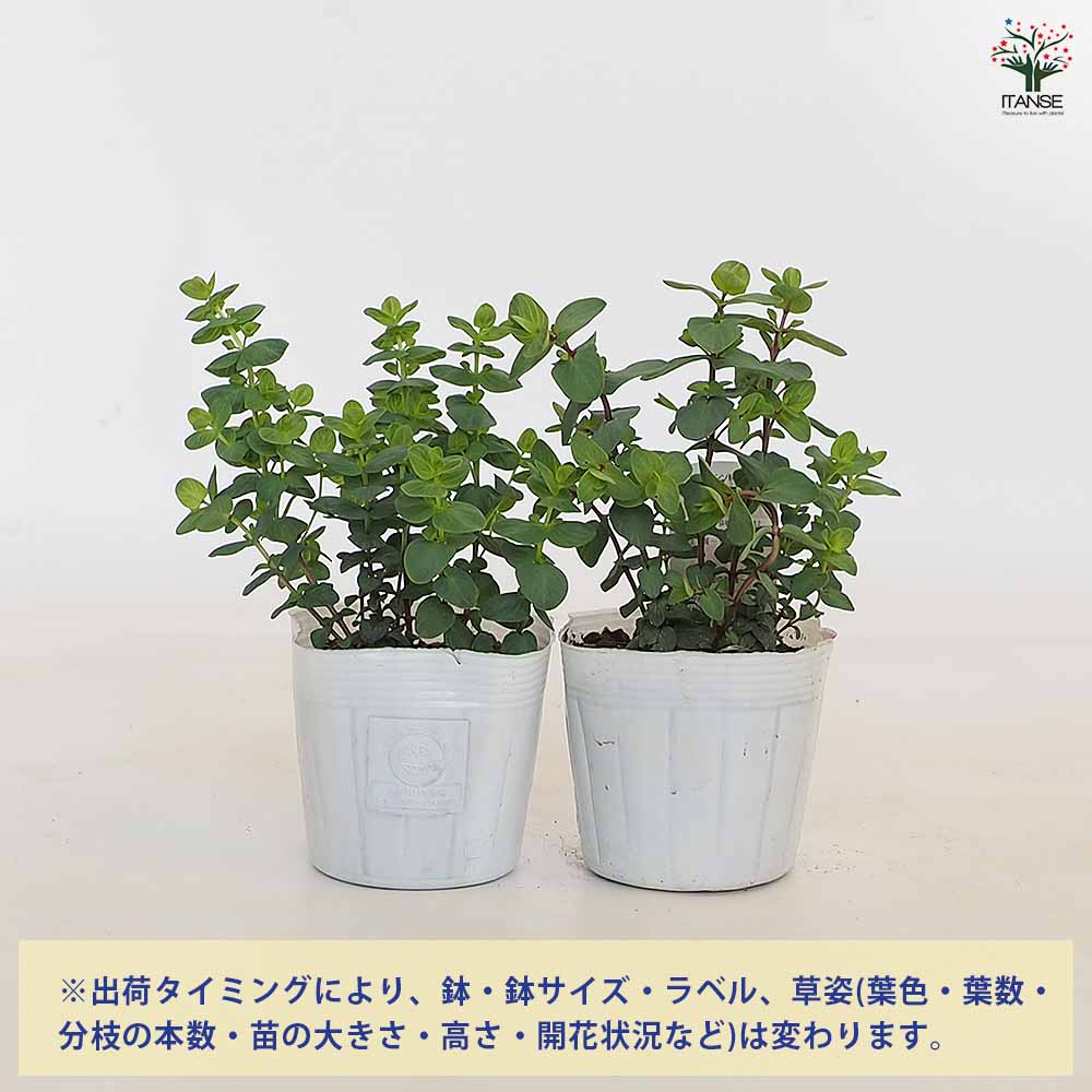 オレガノ ミルフィーユリーフ 【ハーブの苗 3.5号】｜ 【植物の 