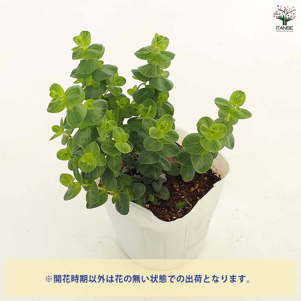 オレガノ ミルフィーユリーフ 【ハーブの苗 3.5号】｜ 【植物の 