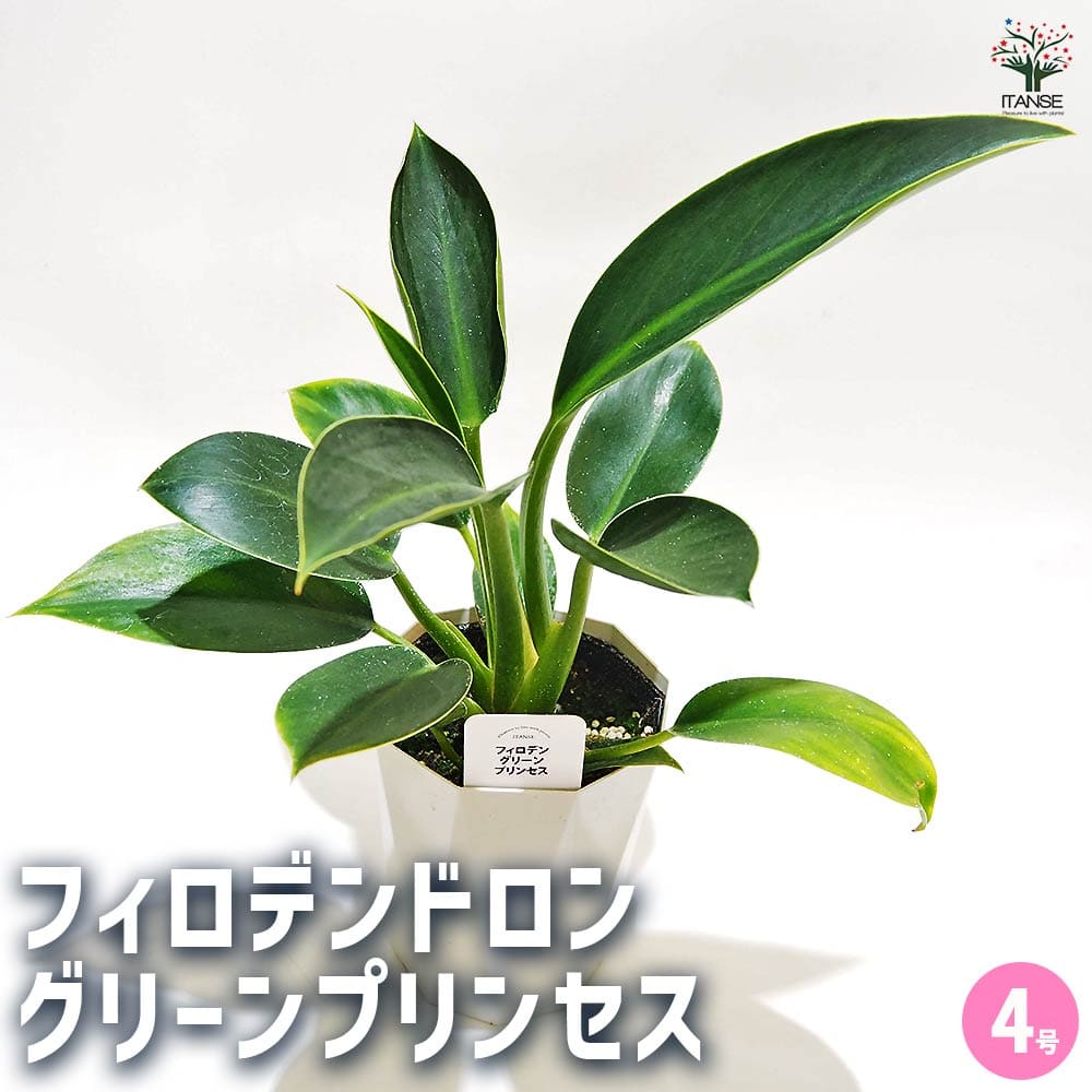 フィロデンドロン グリーンプリンセス 【観葉植物 4号】｜ 【植物の