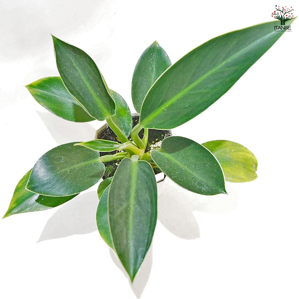 フィロデンドロン グリーンプリンセス 【観葉植物 4号】｜ 【植物の