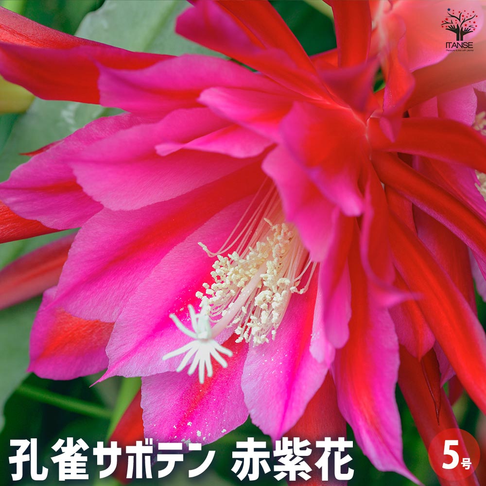 孔雀サボテン 赤紫 【多肉植物 5号／1個売り】｜ 【植物の