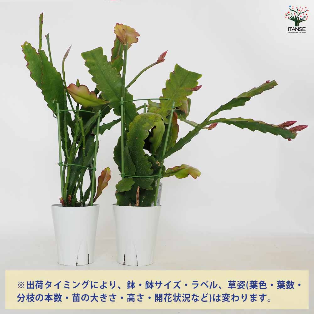 孔雀サボテン 赤紫 【多肉植物 5号／1個売り】｜ 【植物のITANSE