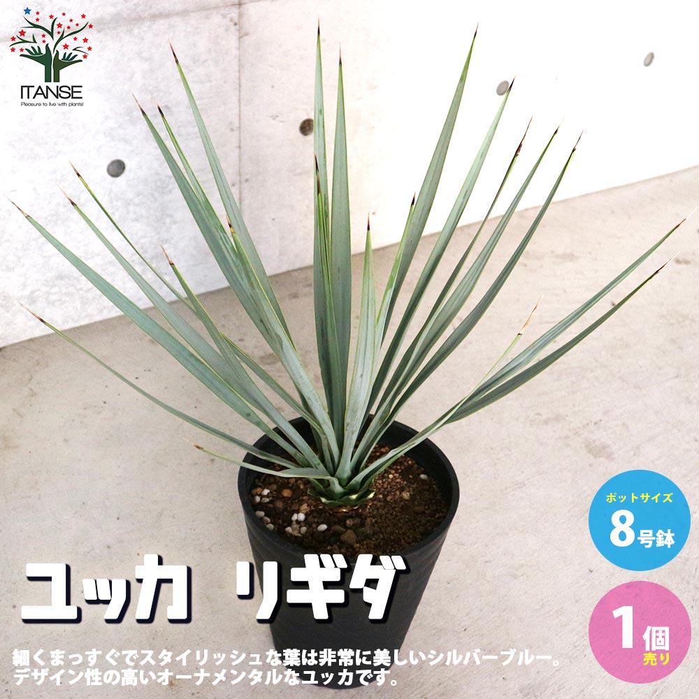TaKa 【ユッカ リギダ】 楽天市場】【現品発送】ユッカ リギダ 12号鉢植え H60cm【産直