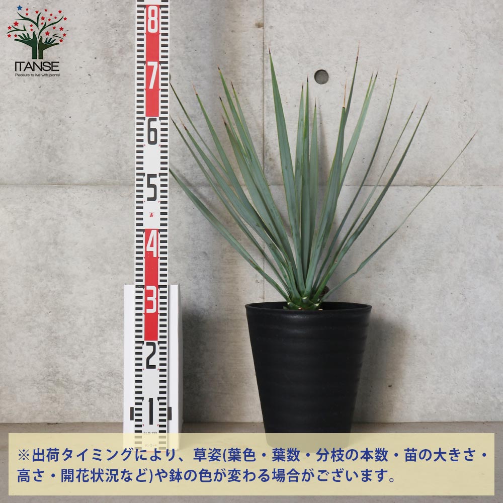 ユッカ リギダ 【観葉植物 8号プラスチック鉢：リビングや