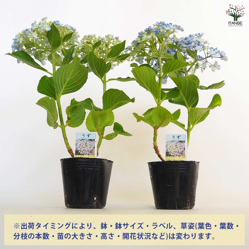 即購入可　オタフク（ウズ）アジサイ現物A抜き苗 imgrc0106957813.jpg