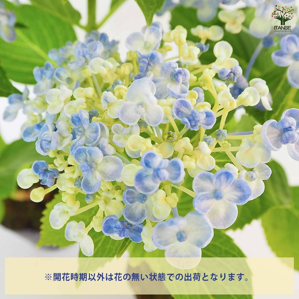 アジサイ うず 【花木苗 3号】｜ 【植物のITANSE】全品送料無料