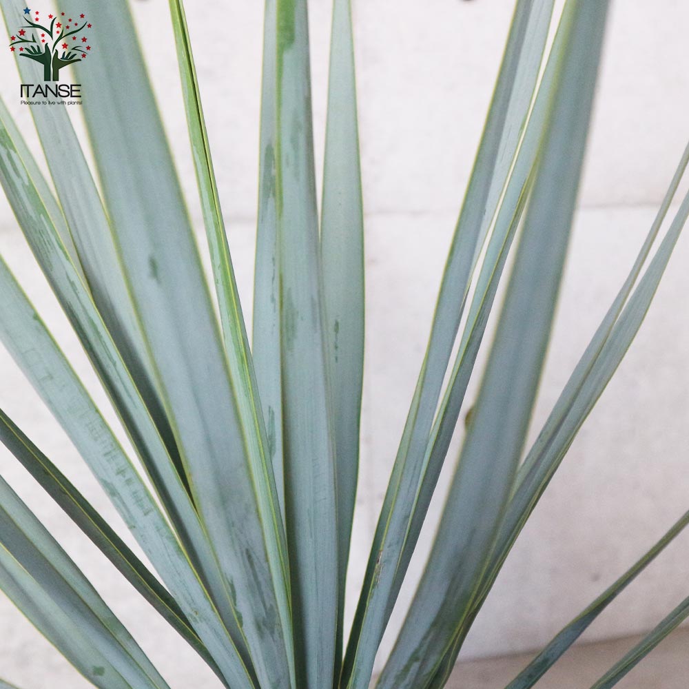 ユッカ リギダ 【観葉植物 8号プラスチック鉢：リビングやオフィス向きサイズ／1個売り】