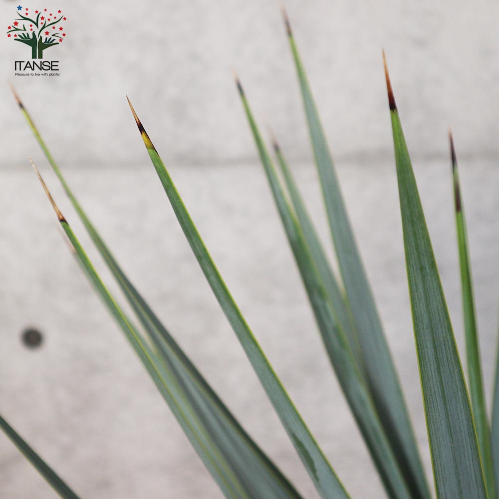 ユッカ リギダ 【観葉植物 8号プラスチック鉢：リビングやオフィス向き