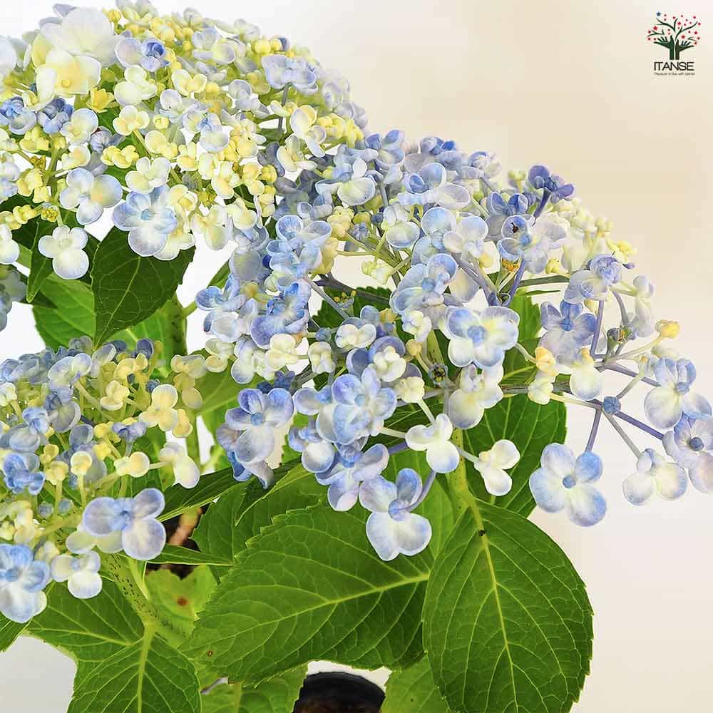 アジサイ うず 【花木苗 3号】｜ 【植物のITANSE】全品送料無料