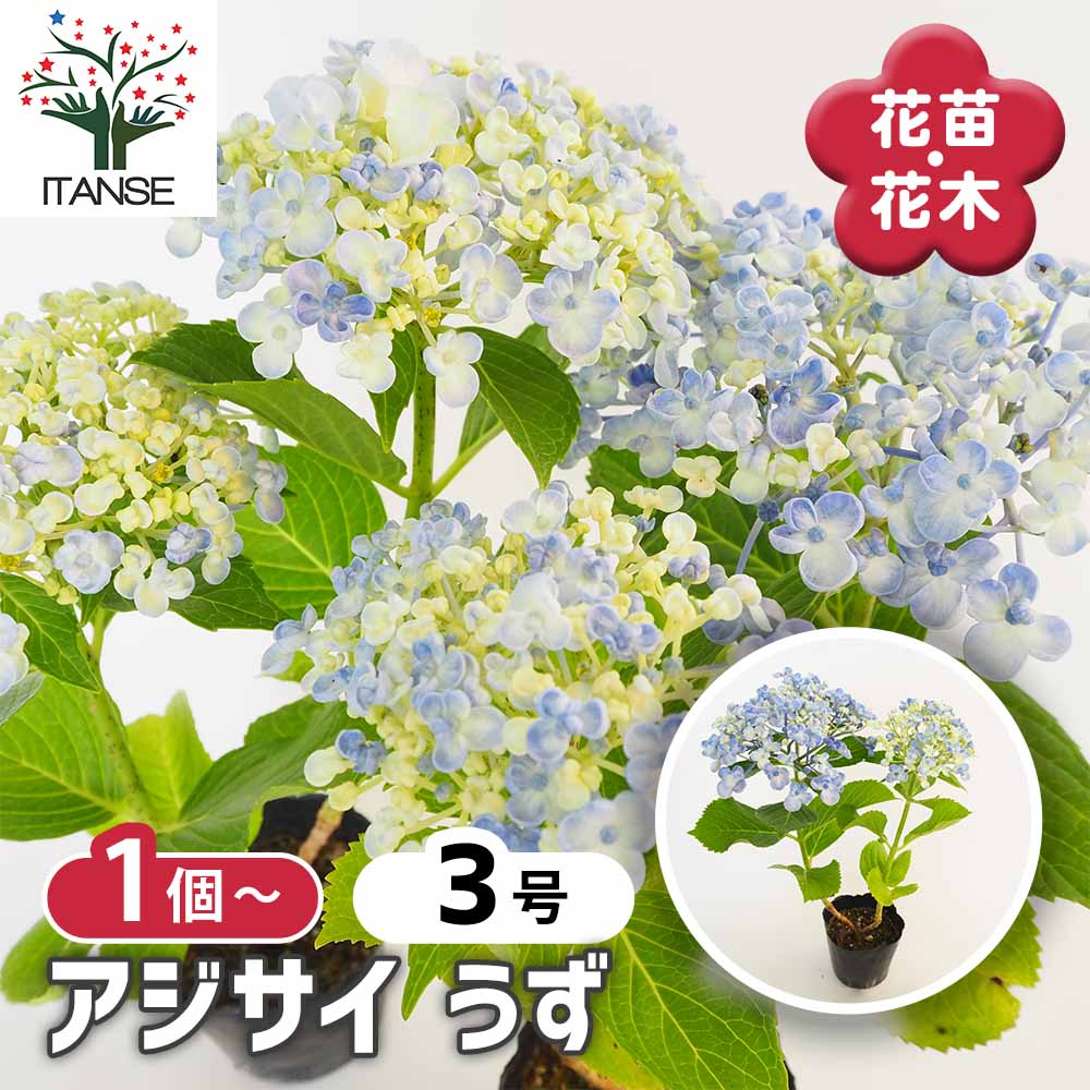 アジサイ うず 【花木苗 3号】｜ 【植物のITANSE】全品送料無料