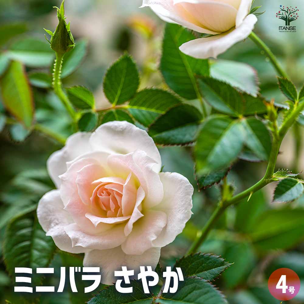 ミニ薔薇 さやか 【花木苗 4号】｜ 【植物のITANSE】全品