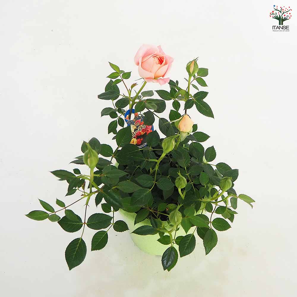 ミニ薔薇 さやか 【花木苗 4号】｜ 【植物のITANSE】全品送料