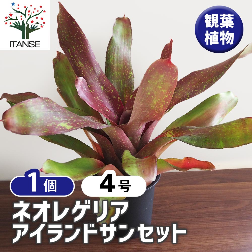 ネオレゲリア　バイーアナ　会長株 ネオレゲリア バイアーナ 会長株 ネオレゲリアの株分け｜園芸日記by