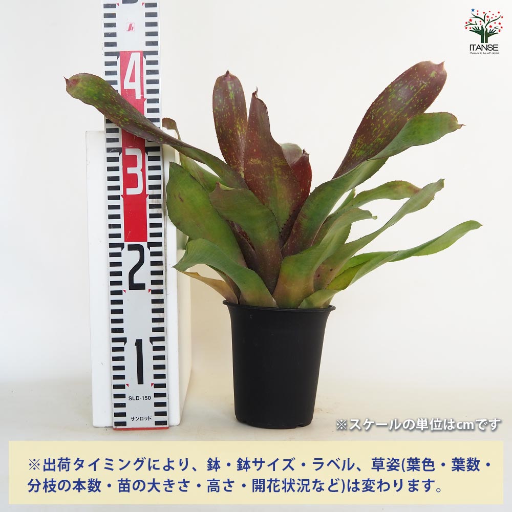 ネオレゲリア アイランドサンセット 【観葉植物 4号／1個売り】