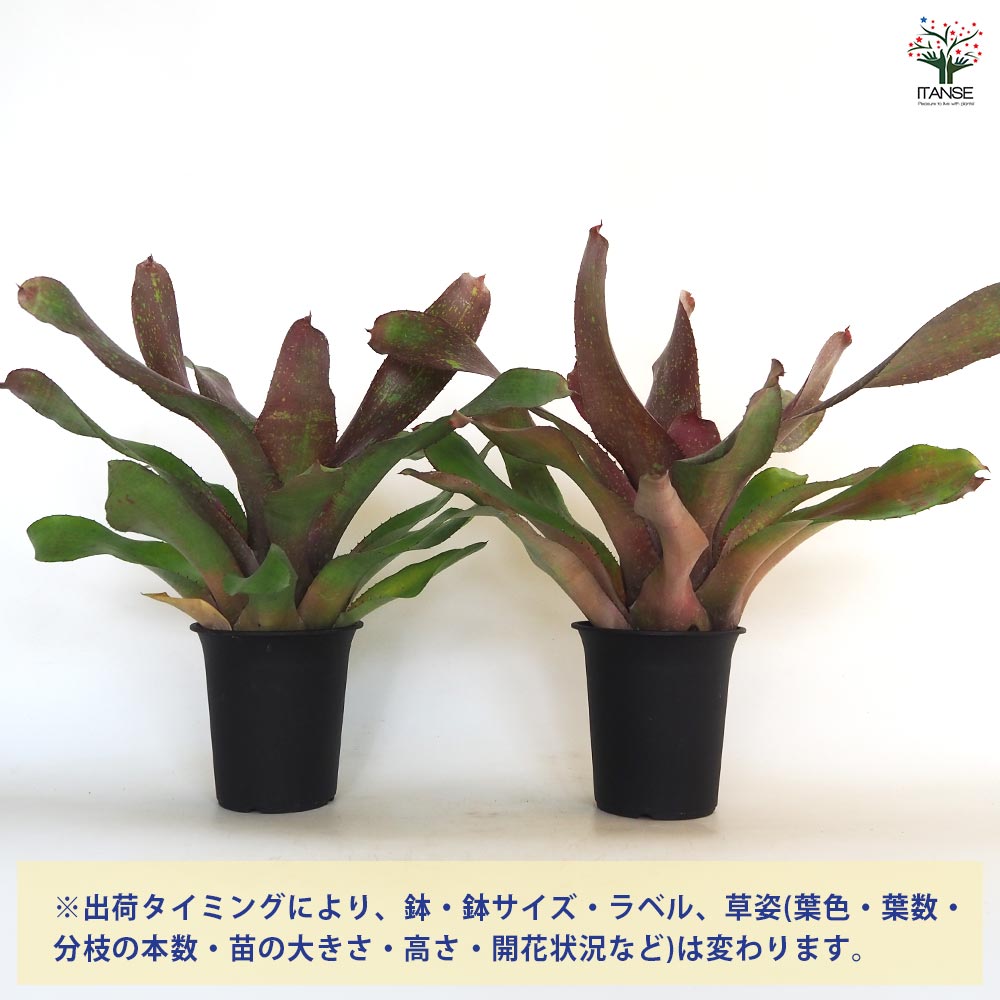 ネオレゲリア アイランドサンセット 【観葉植物 4号／1個売り】