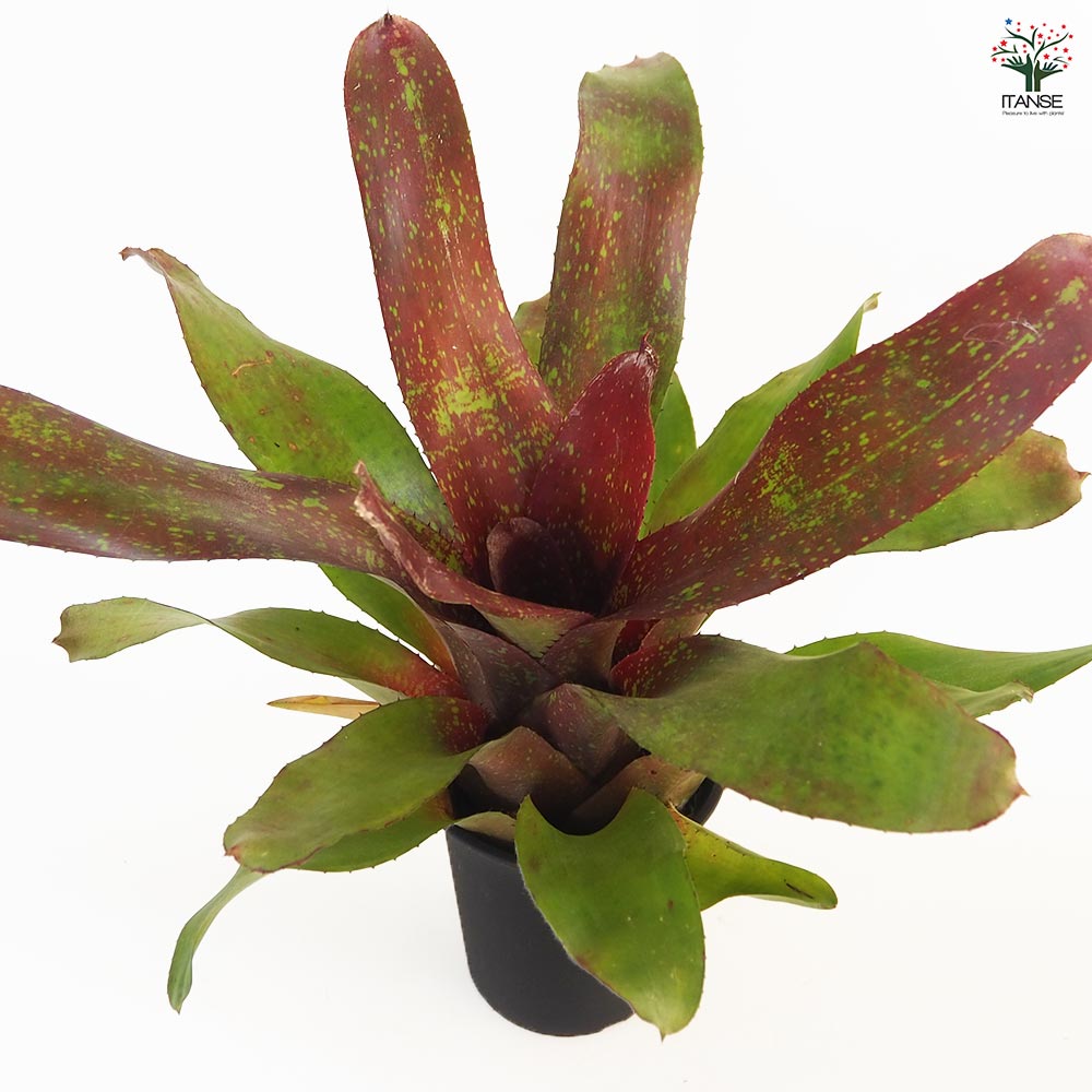 ネオレゲリア アイランドサンセット 【観葉植物 4号／1個売り