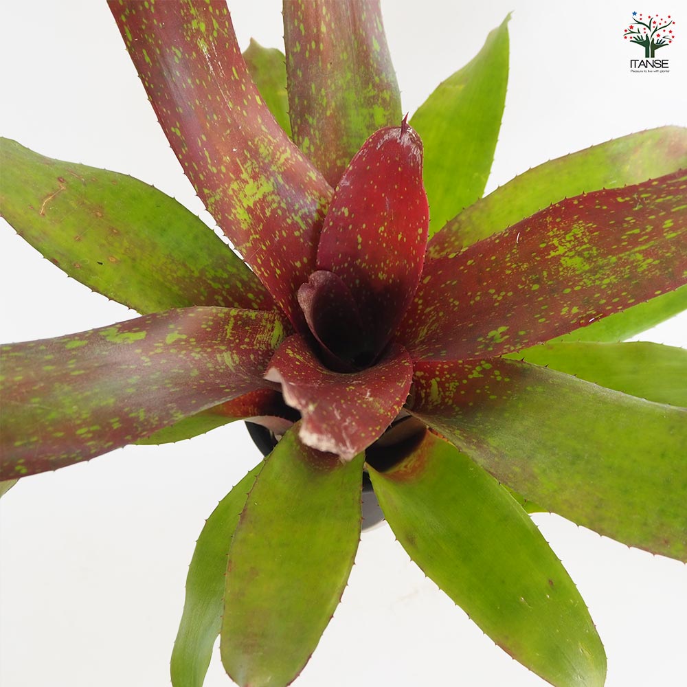 ネオレゲリア アイランドサンセット 【観葉植物 4号／1個売り】