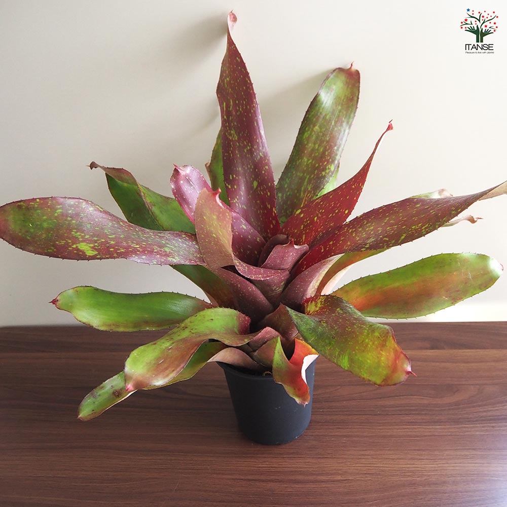 ネオレゲリア アイランドサンセット 【観葉植物 4号／1個売り】