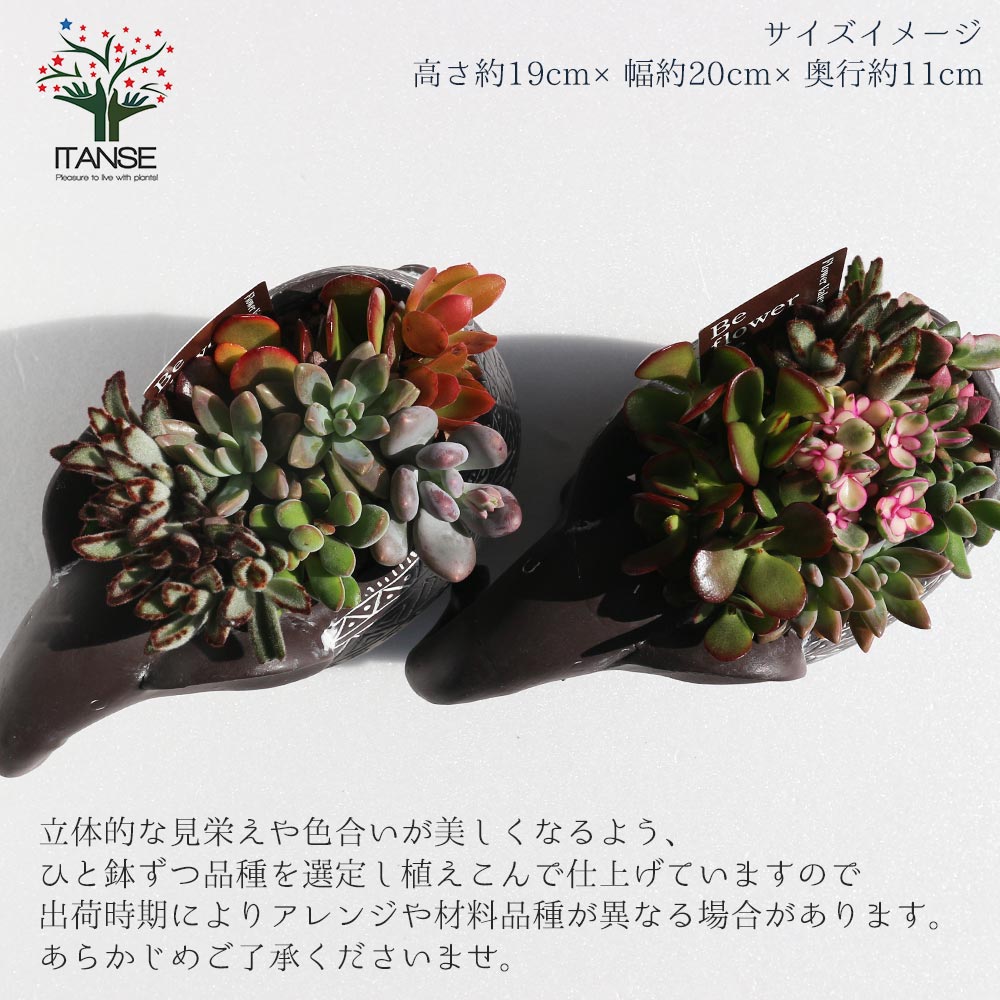 多肉植物 寄せ植え・象さん【多肉植物 多肉植物／1個売り】