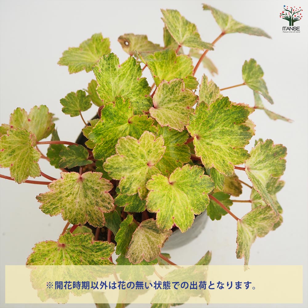 大文字草(ダイモンジソウ) 錦の舞 【花苗 4.5号／1個売り】｜ 【植物の