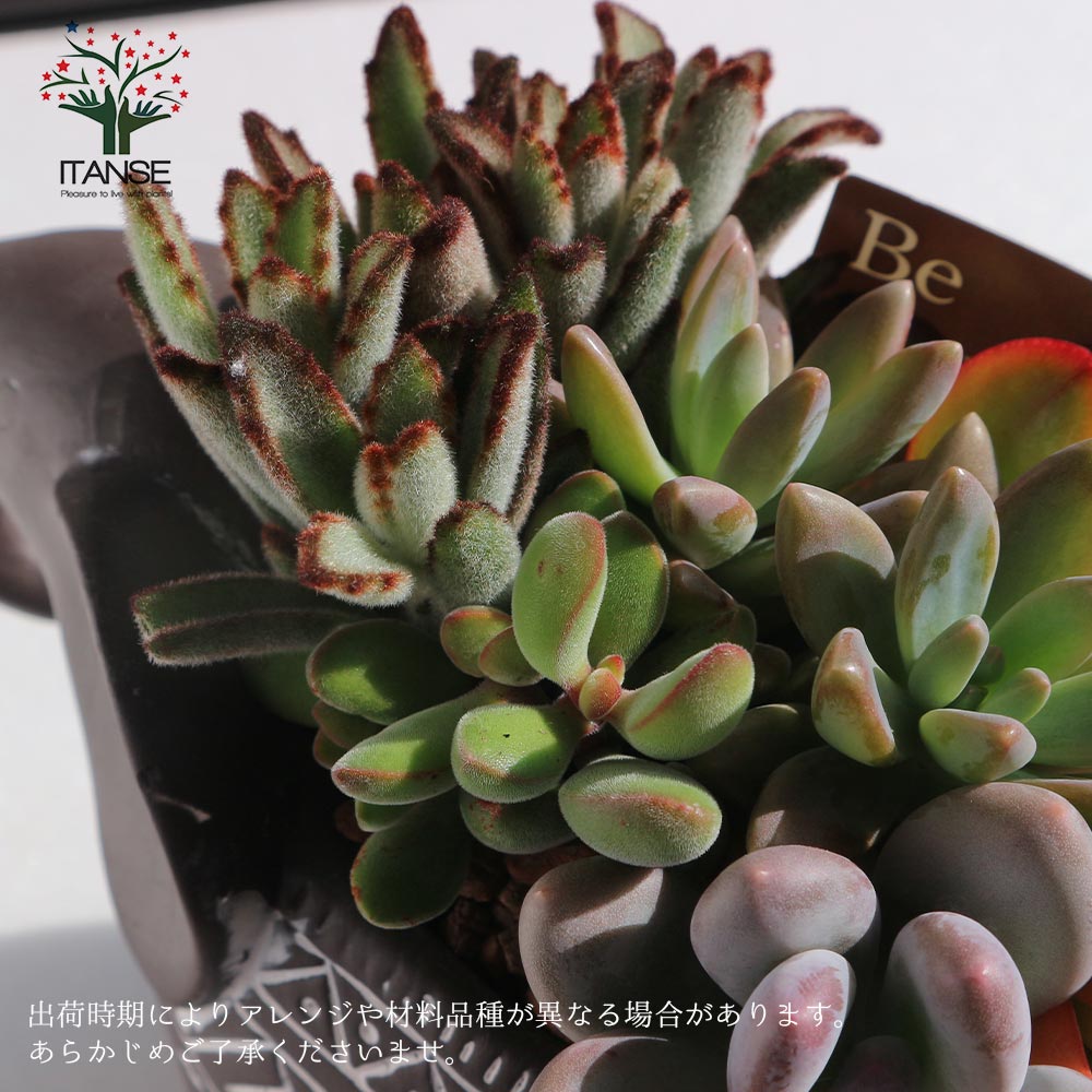 多肉植物 寄せ植え・象さん【多肉植物 多肉植物／1個売り】