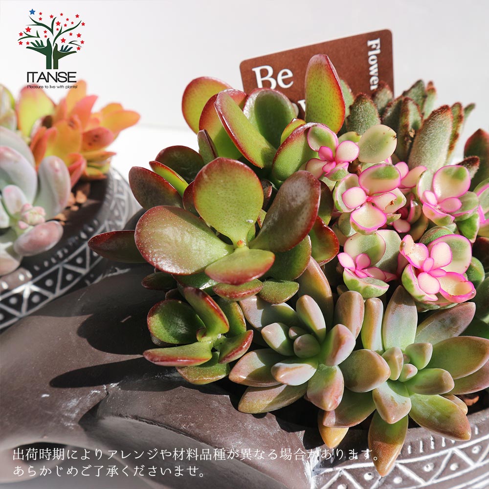 多肉植物 寄せ植え・象さん【多肉植物 多肉植物／1個売り】