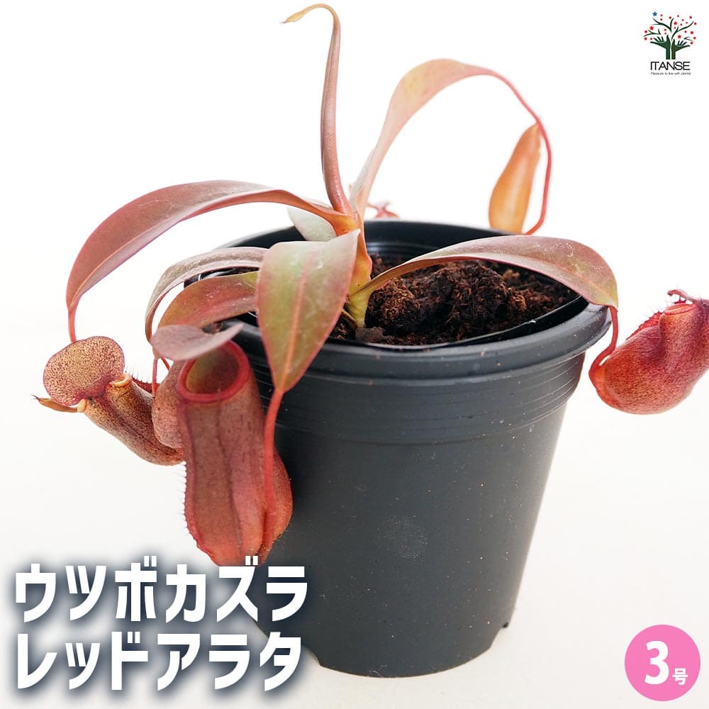食虫植物 ウツボカズラ レッドアラタ 【観葉植物 3号／1個売り】