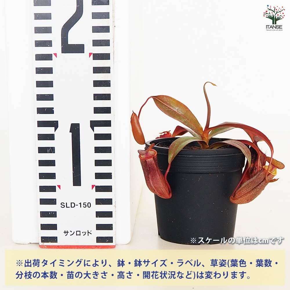食虫植物 ウツボカズラ レッドアラタ 【観葉植物 3号／1個売り】