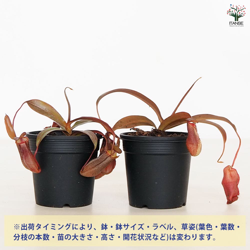 食虫植物 ウツボカズラ レッドアラタ 【観葉植物 3号／1個売り】